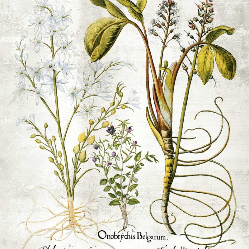 Plakat botaniczny z bialymi kwiatuszkami do jadalni i kuchni