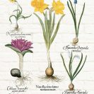 Plakat botaniczny z żółtym narcyzem do kuchni i jadalni