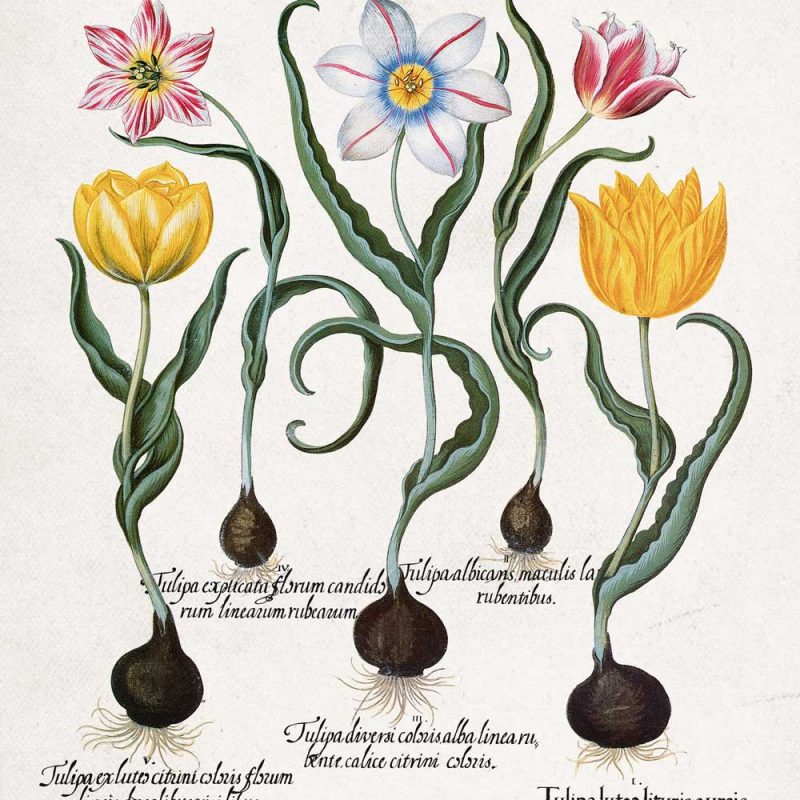 Plakat dla florysty - Tulipany do jadalni