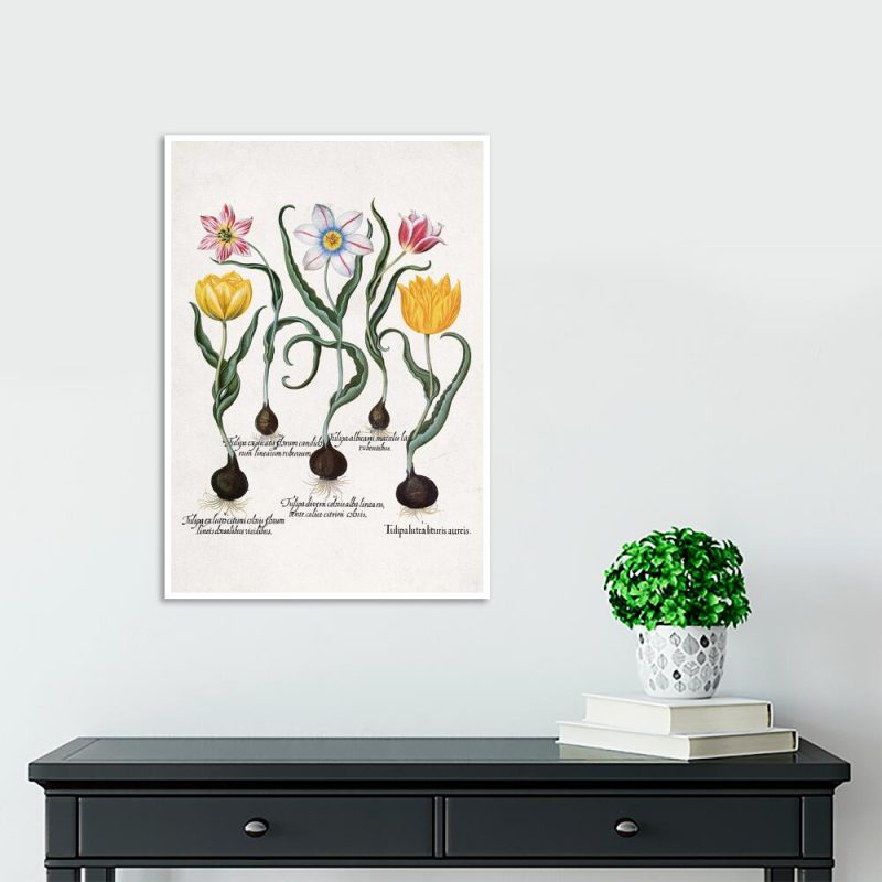 Plakat dla florysty - Tulipany na przedpokój