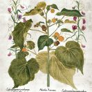 Plakat do oprawienia z motywem botanicznym