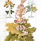 Plakat edukacyjny z kwitnącymi roślinami