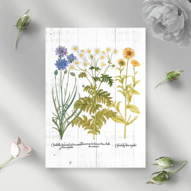 Plakat edukacyjny z kwitnącymi roślinami