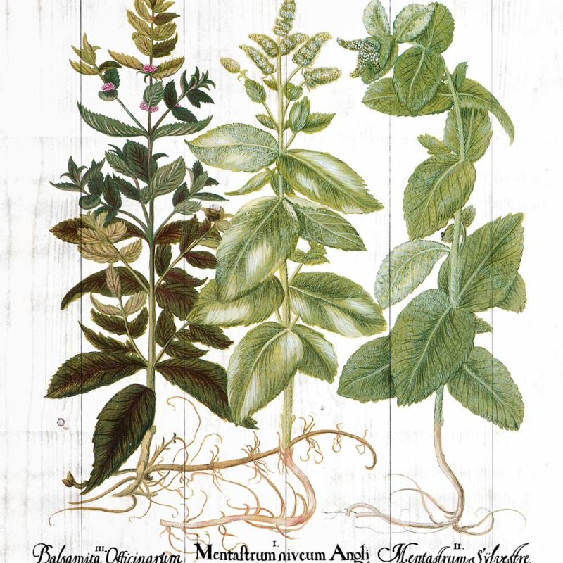 Plakat edukacyjny z ziołami