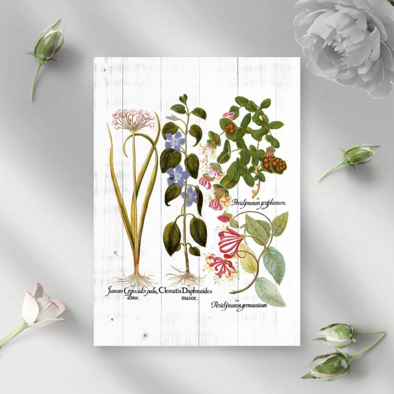Plakat naukowy z grupami taksonomicznymi roślin