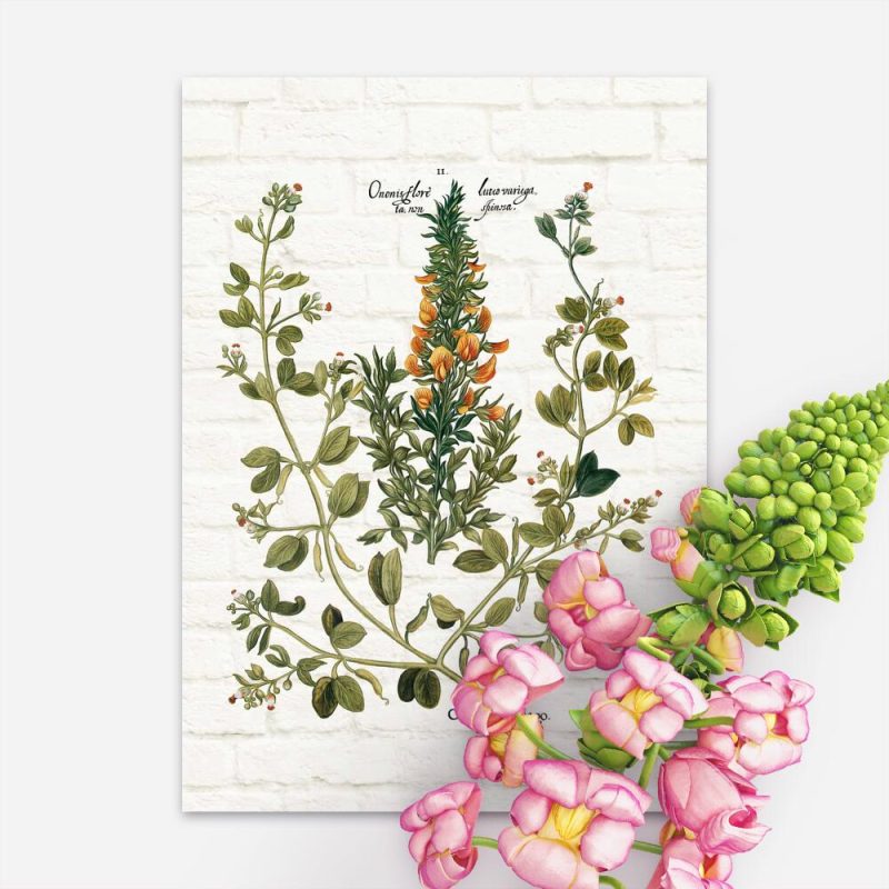 Plakat rustykalny z rośliną śródziemnomorską