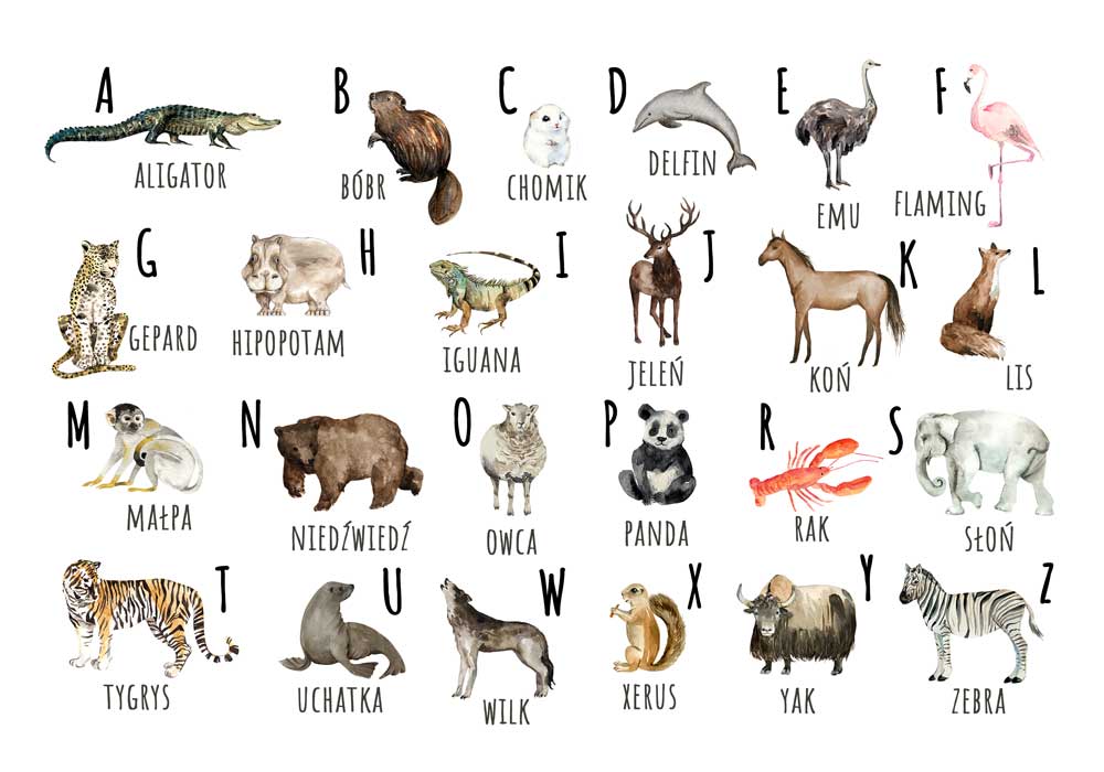 Plakat z alfabetem i zwierzakami