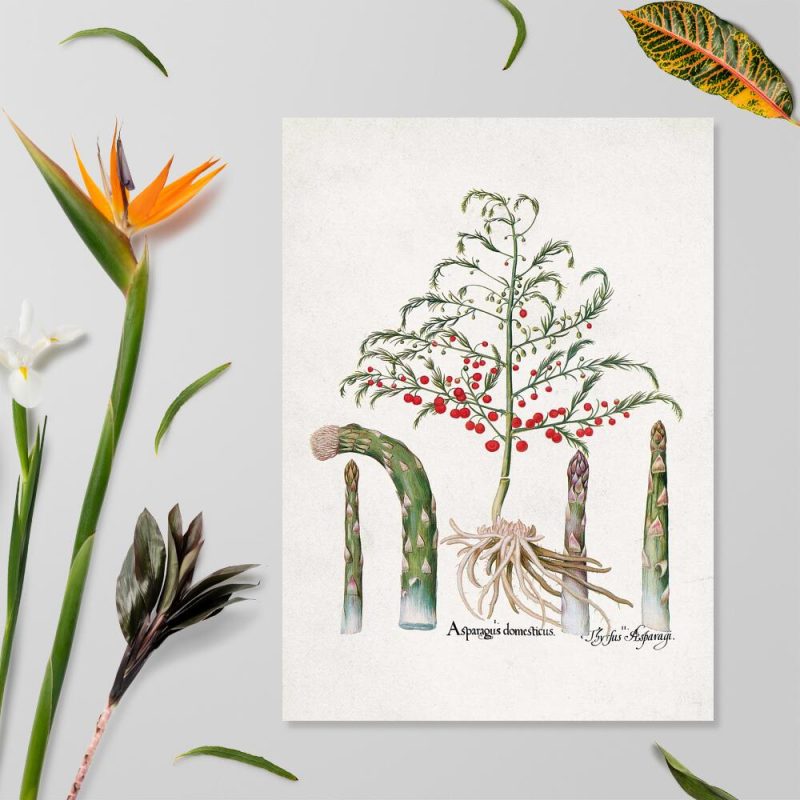 Plakat z asparagusem i czerwonymi owocami