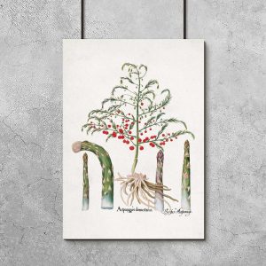 Plakat z czerwonymi owocami asparagusa