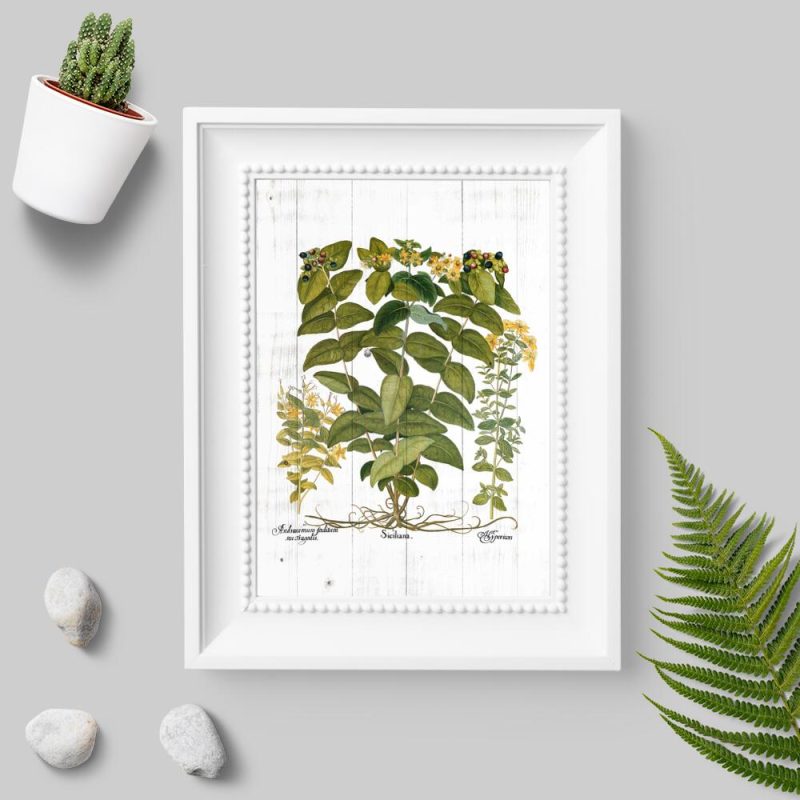 Plakat z dziurawcem zwyczajnym do pokoju Plakat z dziurawcem zwyczajnym do pokoju