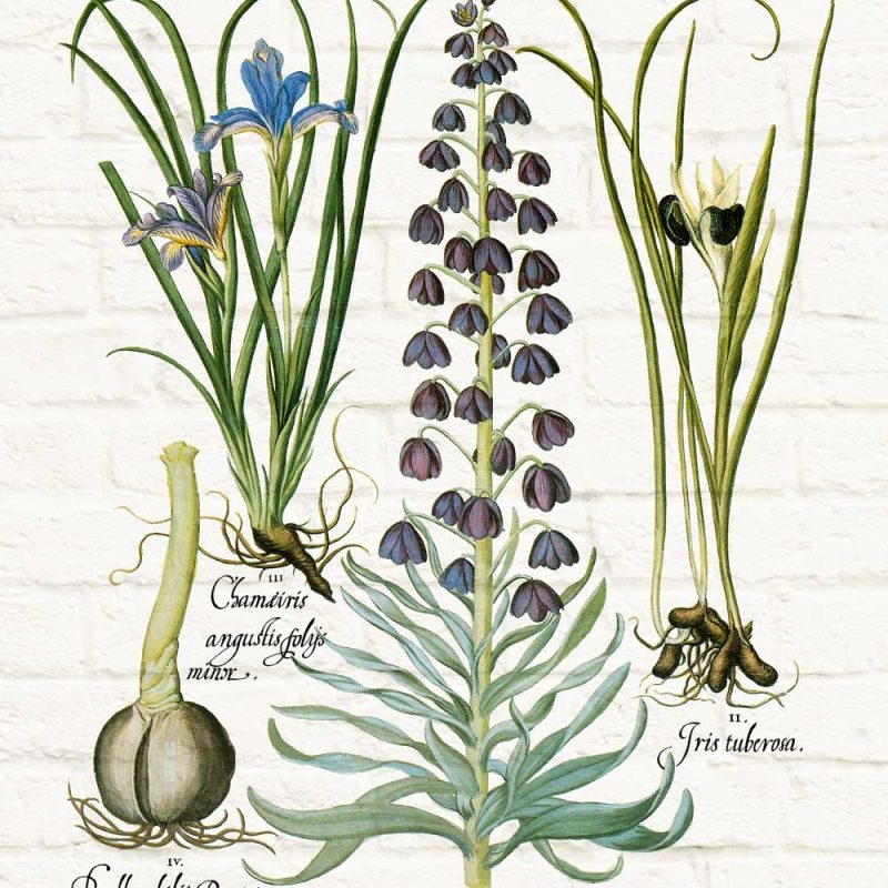 Plakat z kwiatami i ich systemem korzeniowym