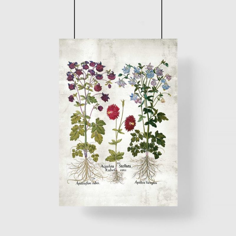 Plakat z kwiatami orlikami