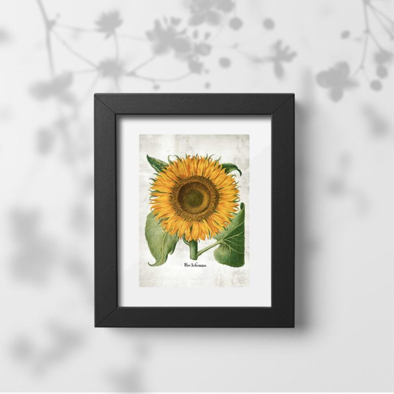 Plakat z kwiatem słonecznika do nauki botaniki