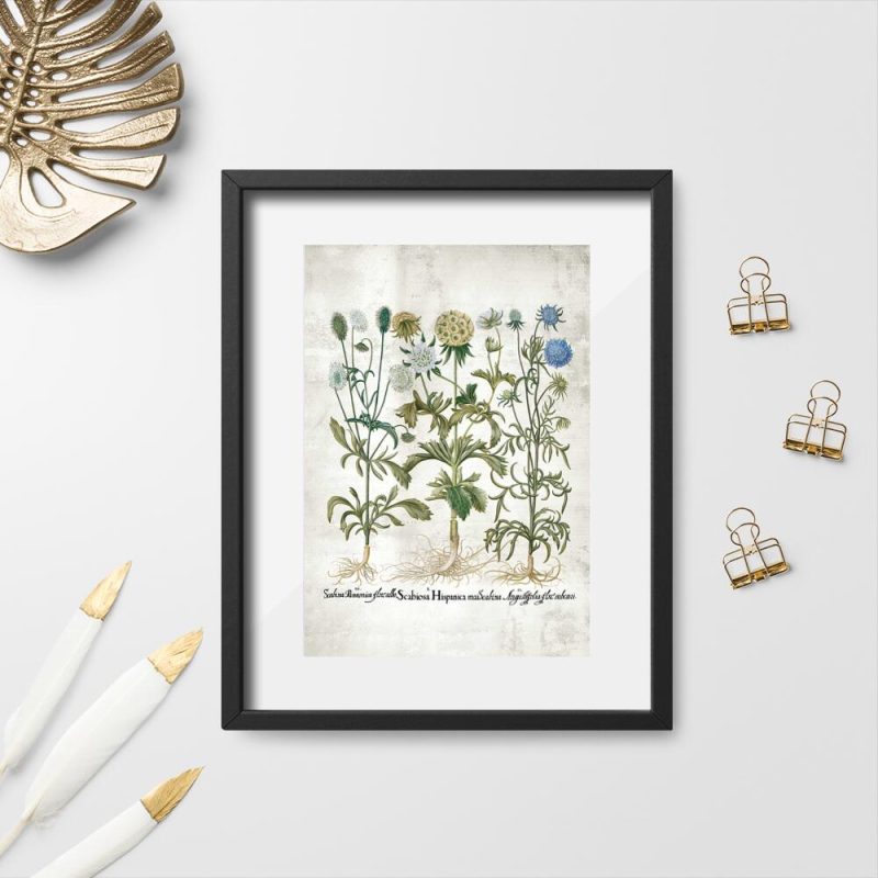 Plakat z kwiatkami i łacińskimi nazwami Plakat z kwiatkami i łacińskimi nazwami