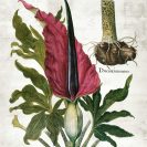 Plakat z kwitnącą rośliną