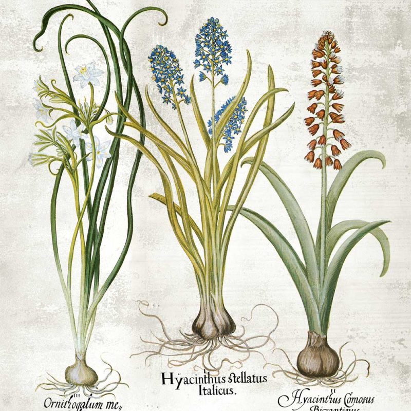 Plakat z łacińskimi nazwami kwiatów do kuchni