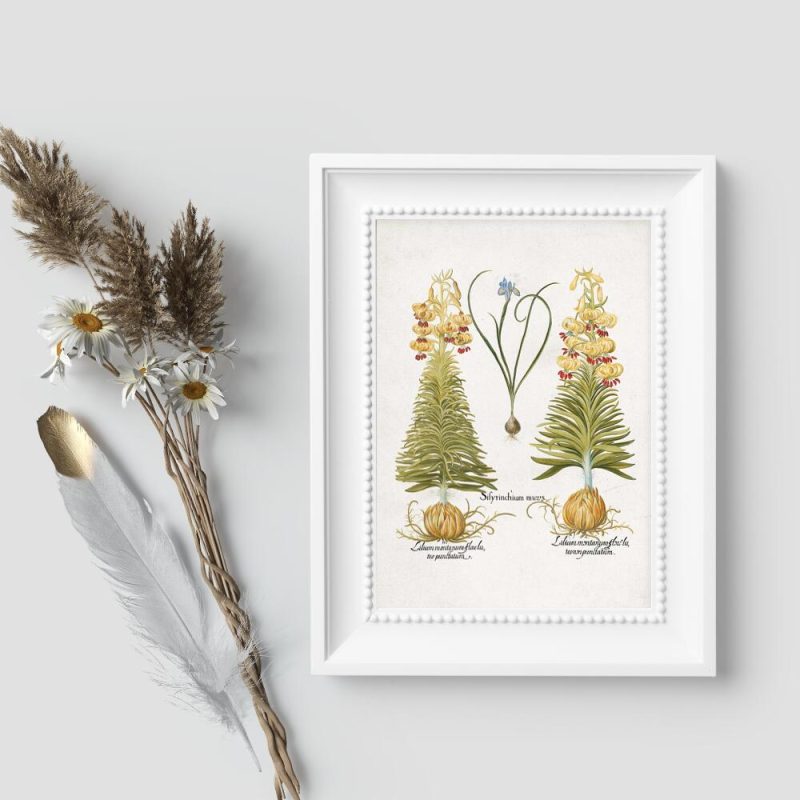 Plakat z łacińskimi nazwami kwiatów Plakat z łacińskimi nazwami kwiatów