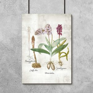 Plakat z łacińskimi nazwami roślin z rodziny storczykowatych