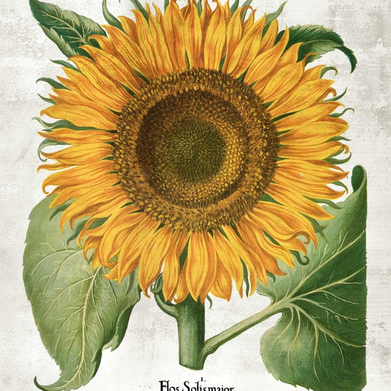 Plakat z motywem botanicznym do dekoracji szkoły
