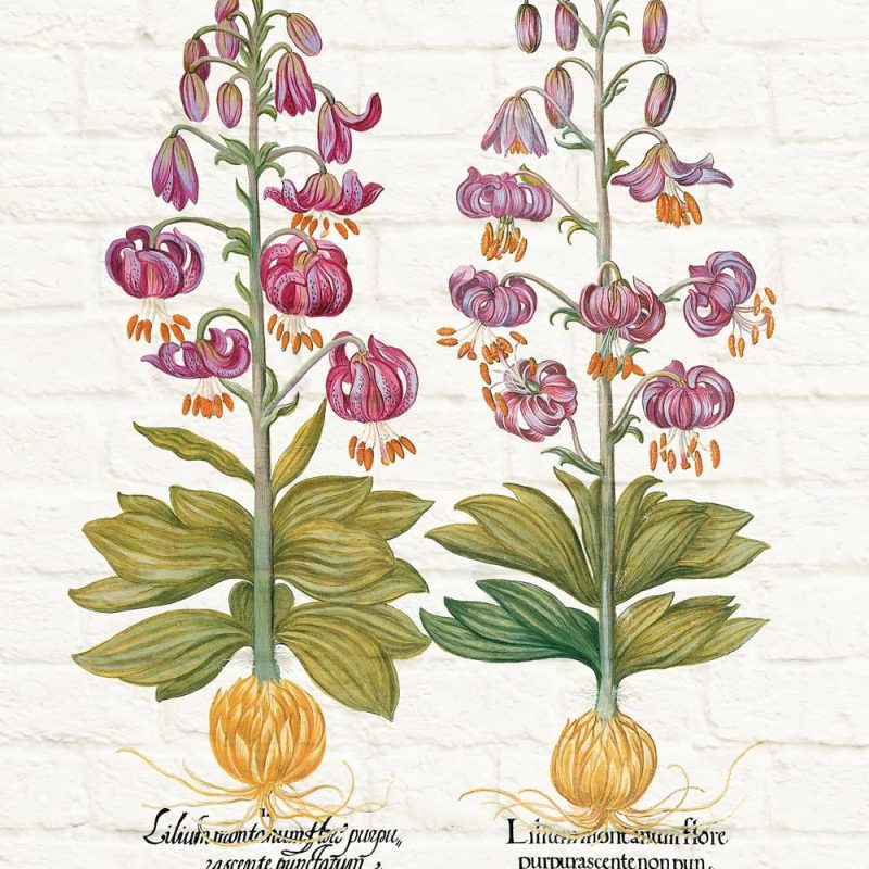 Plakat z motywem fioletowych kwiatów