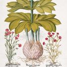 Plakat z motywem lilii i nazwy łacińskiej