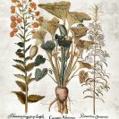 Plakat z motywem roślinnym ziołowych