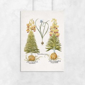 Plakat z naukowymi nazwami roślin