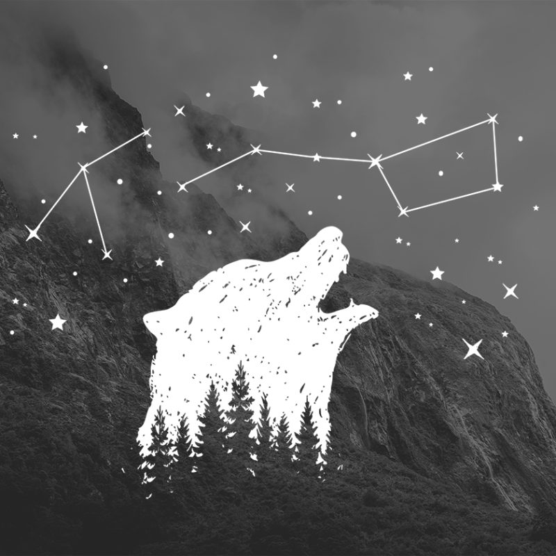 Plakat z niedźwiedziem Plakat z niedźwiedziem