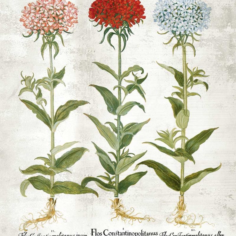 Plakat z odmianami kwiatów ogrodowych