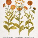 Plakat z pomarańczowymi kwiatkami