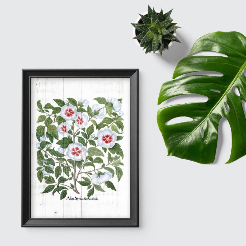 Plakat z rośliną z rodziny ślazowatych w stylu rustykalnym