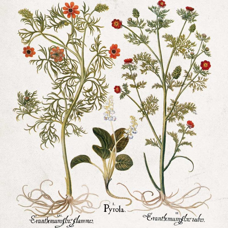 Plakat z roślinami łąkowymi i nazwami łacińskimi