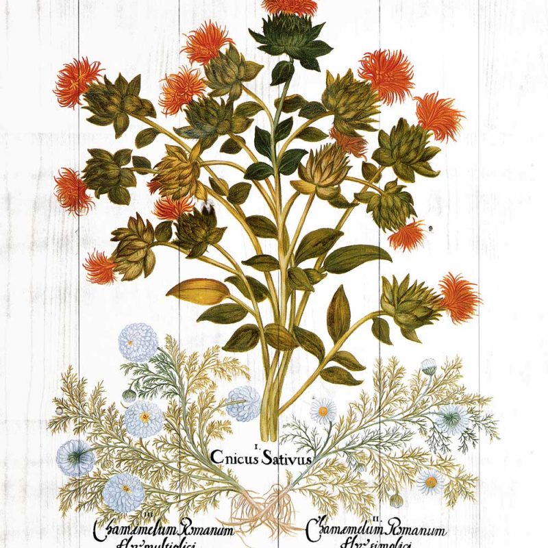 Plakat z roślinami leczniczymi na tle desek