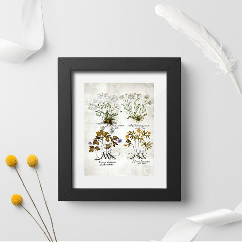 Plakat z roślinami leczniczymi Plakat z roślinami leczniczymi