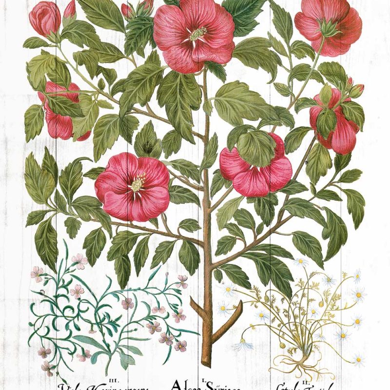 Plakat z ziołami i łacińskimi nazwami Plakat z ziołami i łacińskimi nazwami