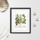 Plakat z ziołami - melisa