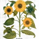 Plakat z żółtymi kwiatami