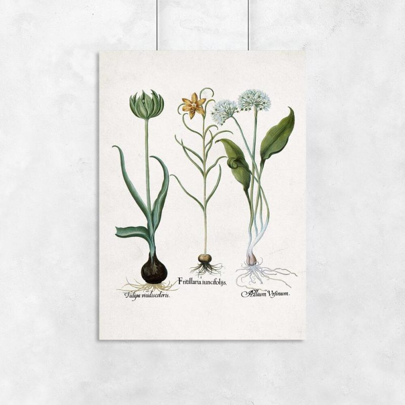 Polskie kwiaty na plakacie botanicznym na przedpokój