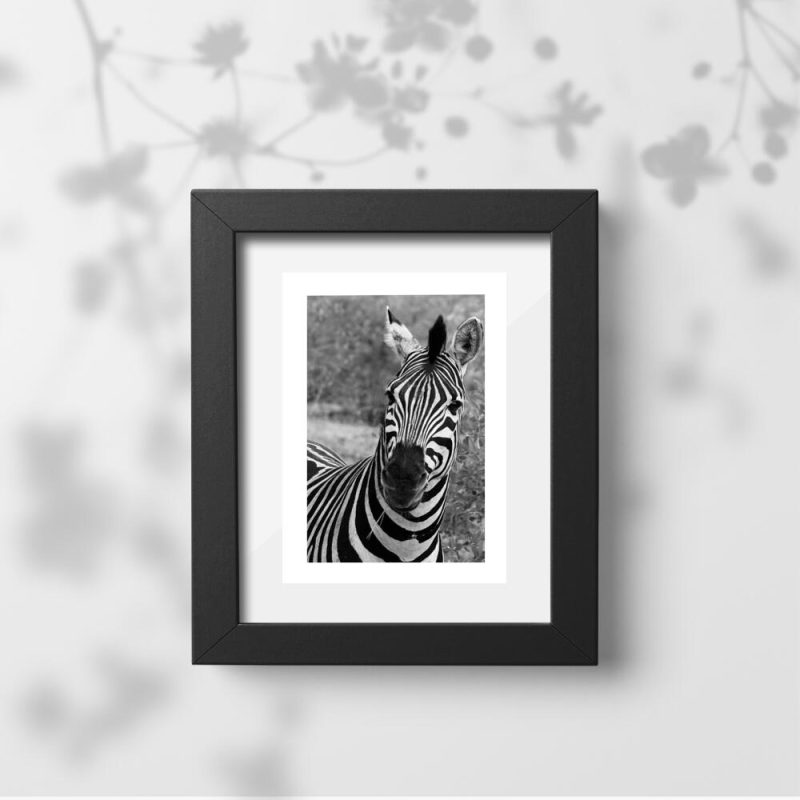 Plakat z zebrą pręgowaną do sypialni Plakat z zebrą pręgowaną do sypialni