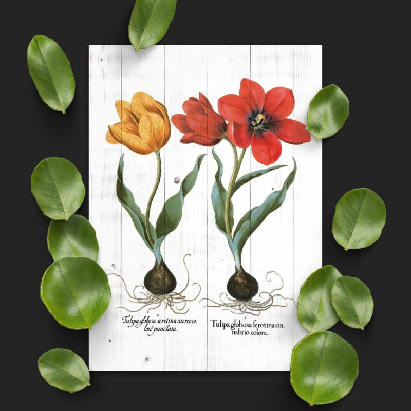 Plakat z tulipanami do sypialni