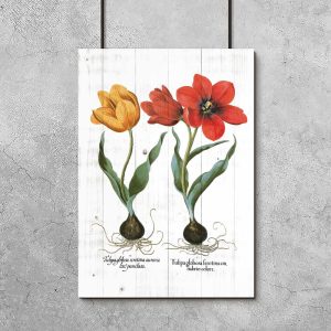 plakat z czerwonym tulipanem