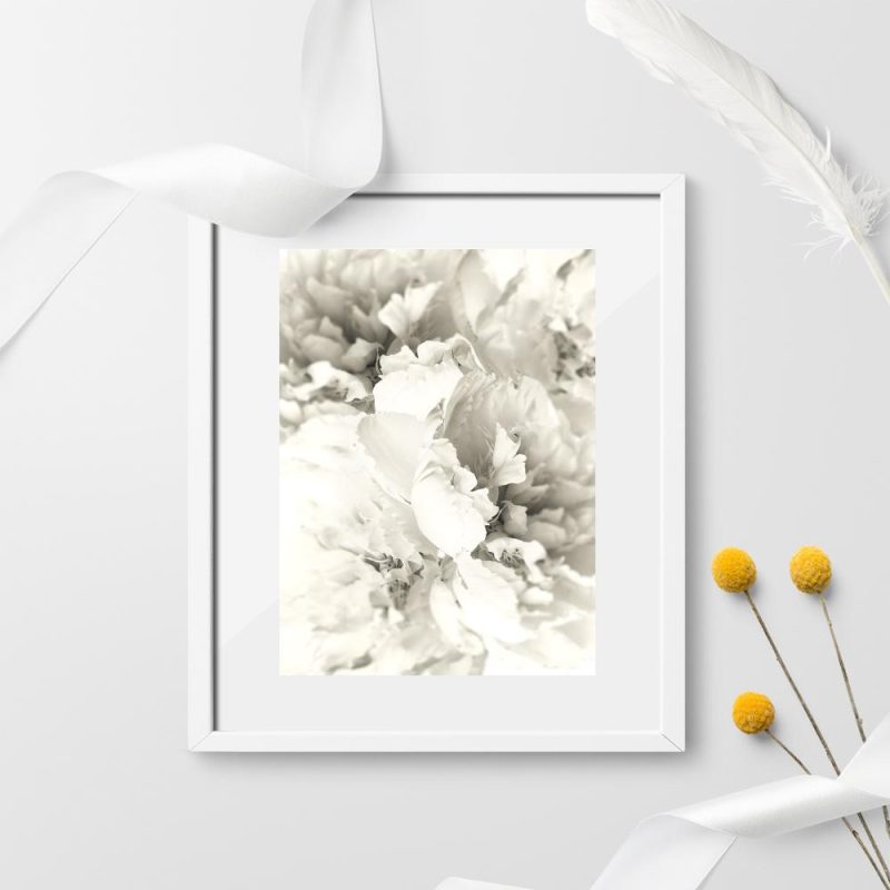 piękne piwonie na plakacie piękne piwonie na plakacie