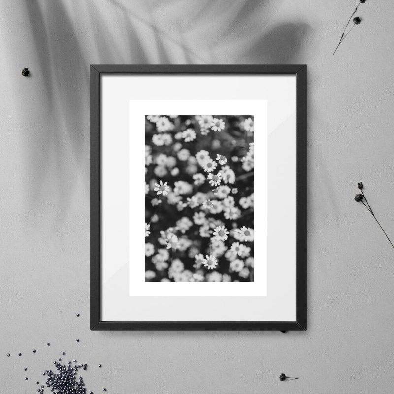 Plakat ze stokrotkami do przedpokoju Plakat ze stokrotkami do przedpokoju