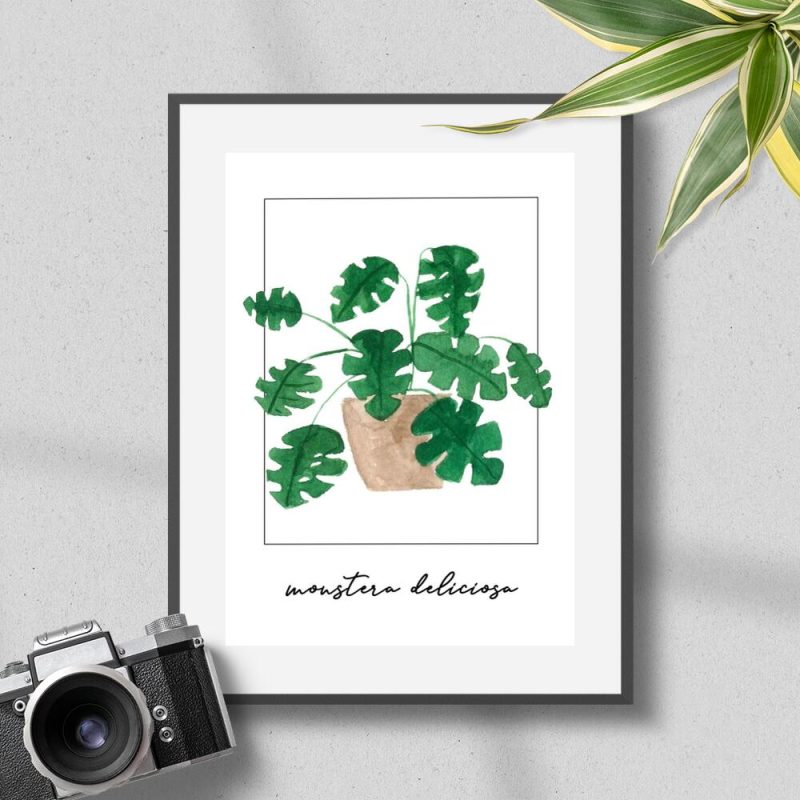 Plakat do biura - Monstera deliciosa