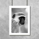 Plakat z małpą do pokoju