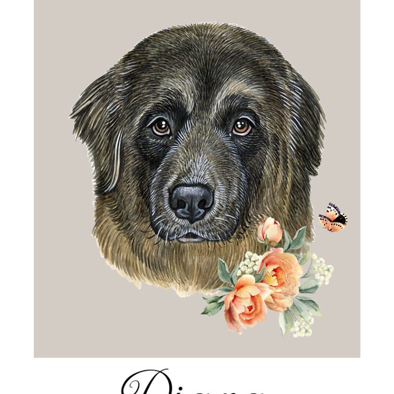 Plakat z metryczką owczarka do dekoracji korytarza Plakat z metryczką owczarka do dekoracji korytarza