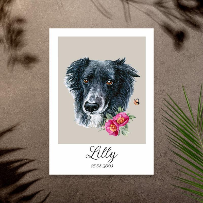 Plakat z psem rasy border collie Plakat z psem rasy border collie