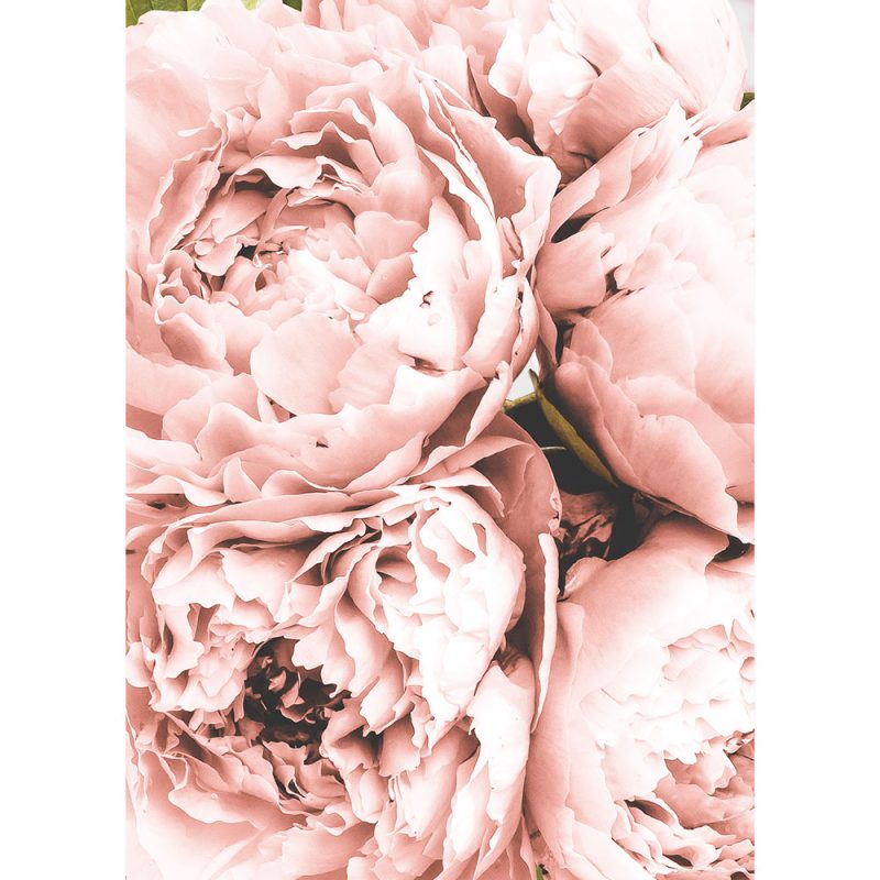 plakaty botaniczne plakaty botaniczne